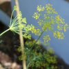 Foeniculum vulgare